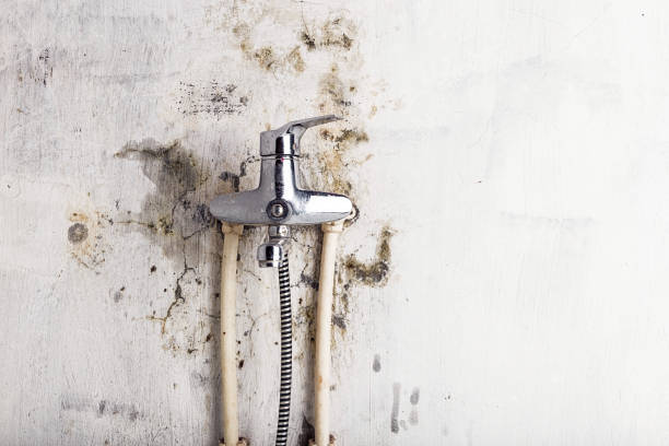 Trusted Penngrove, CA Mold Removal Experts