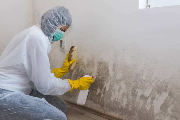 Home Mold Removal in Penngrove, CA