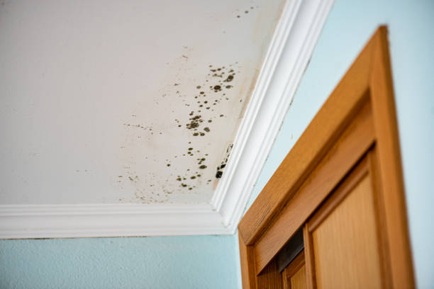 Attic Mold Removal in Penngrove, CA