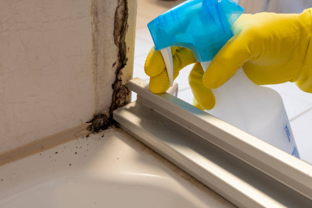Best Toxic Mold Removal  in Penngrove, CA