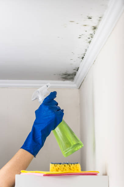 Best Local Mold Removal Service  in Penngrove, CA
