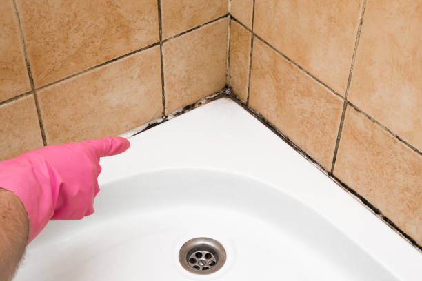 Best Mold Remediation Services  in Penngrove, CA